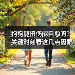 狗狗腿扭伤能自愈吗？关键时刻看这几点因素