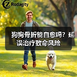 狗狗骨折能自愈吗？延误治疗致命风险