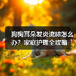狗狗耳朵发炎流脓怎么办？家庭护理全攻略（图2）