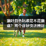 猫吐白色粘液是不是猫瘟？两个症状快速辨别