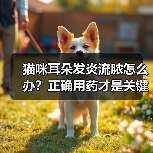猫咪耳朵发炎流脓怎么办？正确用药才是关键（图3）