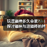 玩逗猫棒多久会累？（探讨猫咪与逗猫棒的持久战）（图2）
