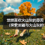 龙猫喜欢火山灰的原因（探索龙猫与火山灰的特殊关系）（图3）