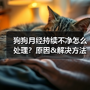 狗狗月经持续不净怎么处理？原因&解决方法全解析（图2）