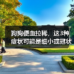狗狗便血拉稀，这3种症状可能是细小或冠状病毒的前兆？（图4）