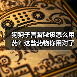 狗狗子宫蓄脓该怎么用药？这些药物你用对了吗？（图3）
