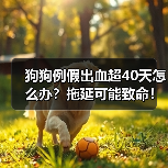 狗狗例假出血超40天怎么办？拖延可能致命！（图3）