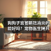 狗狗子宫蓄脓吃消炎药能好吗？宠物医生揭开残酷真相（图2）
