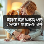 狗狗子宫蓄脓吃消炎药能好吗？宠物医生揭开残酷真相