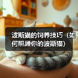 波斯猫的饲养技巧（如何照顾你的波斯猫）（图4）