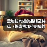 孟加拉豹猫的品相及特征(探索孟加拉豹猫外貌和行为的迷人之处)(图3) 孟加拉豹猫的品相及特征(探索孟加拉豹猫外貌和行为的迷人之处)(图3)