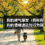 狗的脾气爆发(揭秘狗狗的情绪波动与行为背后的原因)(图3) 狗的脾气爆发(揭秘狗狗的情绪波动与行为背后的原因)(图3)
