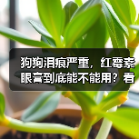 狗狗泪痕严重,红霉素眼膏到底能不能用?看完就懂!(图1) 狗狗泪痕严重,红霉素眼膏到底能不能用?看完就懂!(图1)