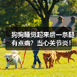 狗狗睡觉起来后一条腿有点瘸?当心关节炎!(图4) 狗狗睡觉起来后一条腿有点瘸?当心关节炎!(图4)