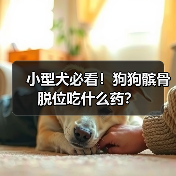 小型犬必看!狗狗髌骨脱位吃什么药?(图1) 小型犬必看!狗狗髌骨脱位吃什么药?(图1)