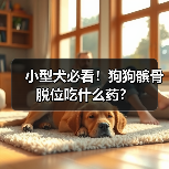 小型犬必看!狗狗髌骨脱位吃什么药?(图2) 小型犬必看!狗狗髌骨脱位吃什么药?(图2)