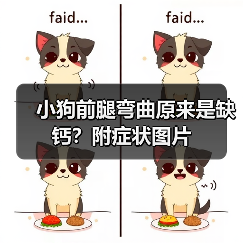 小狗前腿弯曲原来是缺钙?附症状图片(图4) 小狗前腿弯曲原来是缺钙?附症状图片(图4)