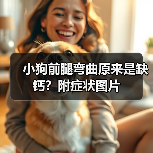 小狗前腿弯曲原来是缺钙?附症状图片(图3) 小狗前腿弯曲原来是缺钙?附症状图片(图3)