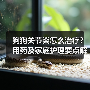 狗狗关节炎怎么治疗?用药及家庭护理要点解析(图2) 狗狗关节炎怎么治疗?用药及家庭护理要点解析(图2)