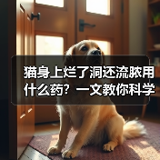 猫身上烂了洞还流脓用什么药?一文教你科学应对(图2) 猫身上烂了洞还流脓用什么药?一文教你科学应对(图2)