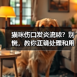 猫咪伤口发炎流脓？别慌，教你正确处理和用药（图2）