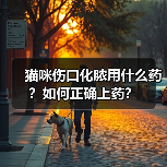 猫咪伤口化脓用什么药？如何正确上药？（图4）