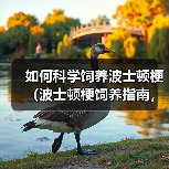 如何科学饲养波士顿梗（波士顿梗饲养指南，让你的宠物更健康快乐）（图2）