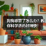 狗狗感冒了怎么办?教你科学选药好得快!(图3) 狗狗感冒了怎么办?教你科学选药好得快!(图3)