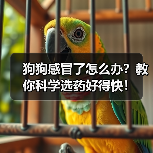 狗狗感冒了怎么办？教你科学选药好得快！