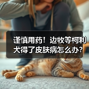 谨慎用药!边牧等柯利犬得了皮肤病怎么办?(图3) 谨慎用药!边牧等柯利犬得了皮肤病怎么办?(图3)