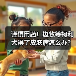 谨慎用药!边牧等柯利犬得了皮肤病怎么办?(图2) 谨慎用药!边牧等柯利犬得了皮肤病怎么办?(图2)