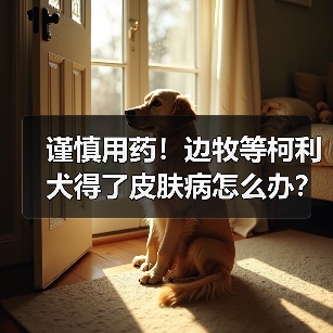 谨慎用药!边牧等柯利犬得了皮肤病怎么办?(图1) 谨慎用药!边牧等柯利犬得了皮肤病怎么办?(图1)
