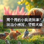 两个月的小狗流鼻涕?别当小感冒,警惕犬瘟“夺命符”!(图2) 两个月的小狗流鼻涕?别当小感冒,警惕犬瘟“夺命符”!(图2)