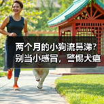 两个月的小狗流鼻涕?别当小感冒,警惕犬瘟“夺命符”!(图1) 两个月的小狗流鼻涕?别当小感冒,警惕犬瘟“夺命符”!(图1)