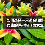 如何选择一只适合独居女生的保护狗(为女生提供保护和安全感的狗的特征和品种)(图2) 如何选择一只适合独居女生的保护狗(为女生提供保护和安全感的狗的特征和品种)(图2)