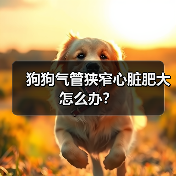 狗狗气管狭窄心脏肥大怎么办?(图2) 狗狗气管狭窄心脏肥大怎么办?(图2)