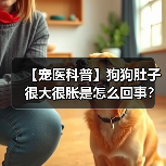 【宠医科普】狗狗肚子很大很胀是怎么回事?(图4) 【宠医科普】狗狗肚子很大很胀是怎么回事?(图4)