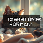 【宠医科普】狗狗小便带血吃什么药?(图1) 【宠医科普】狗狗小便带血吃什么药?(图1)