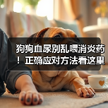 狗狗血尿别乱喂消炎药!正确应对方法看这里(图2) 狗狗血尿别乱喂消炎药!正确应对方法看这里(图2)
