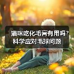 猫咪吃化毛膏有用吗?科学应对毛球问题(图3) 猫咪吃化毛膏有用吗?科学应对毛球问题(图3)