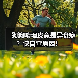 狗狗啃墙皮竟是异食癖?快自查原因!(图3) 狗狗啃墙皮竟是异食癖?快自查原因!(图3)