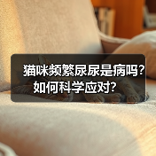猫咪频繁尿尿是病吗?如何科学应对?(图1) 猫咪频繁尿尿是病吗?如何科学应对?(图1)