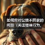 如何应对公猫不回家的问题(关注猫咪行为,建立安全环境)(图4) 如何应对公猫不回家的问题(关注猫咪行为,建立安全环境)(图4)
