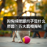 狗狗频繁舔爪子是什么原因？五大真相揭秘（图3）