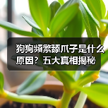 狗狗频繁舔爪子是什么原因？五大真相揭秘（图1）