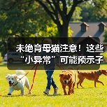 未绝育母猫注意！这些“小异常”可能预示子宫蓄脓（图2）