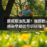 尿频尿血乱尿?猫尿路感染早期信号识别指南(图2) 尿频尿血乱尿?猫尿路感染早期信号识别指南(图2)