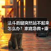 法斗后腿突然站不起来怎么办？家庭急救+康复训练全攻略（图2）
