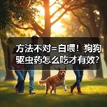 方法不对=白喂！狗狗驱虫药怎么吃才有效？（图1）
