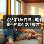方法不对=白喂！狗狗驱虫药怎么吃才有效？（图2）